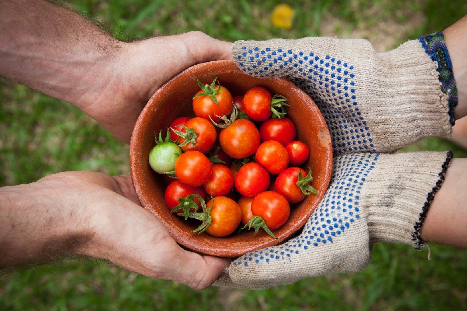 Harvest-tomatoes-web