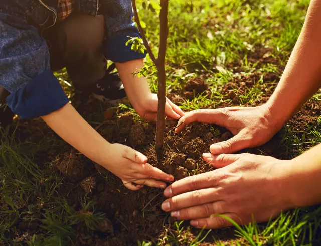 Tree-planting